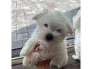 Maltese Puppy for sale in Parrish, FL, USA