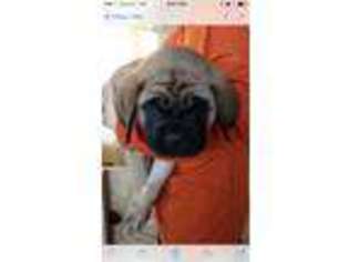 Mastiff Puppy for sale in Lebanon, OH, USA