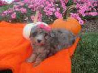Mutt Puppy for sale in Lykens, PA, USA