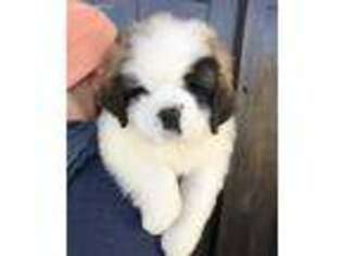 Saint Bernard Puppy for sale in Alpine, UT, USA