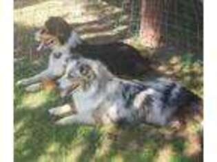 Australian Shepherd Puppy for sale in Grants Pass, OR, USA