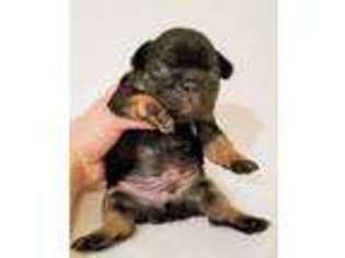 French Bulldog Puppy for sale in Metamora, MI, USA