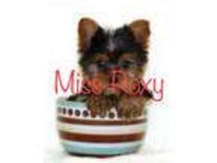 Yorkshire Terrier Puppy for sale in Clifton, NJ, USA