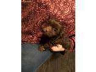 Havanese Puppy for sale in Ava, MO, USA