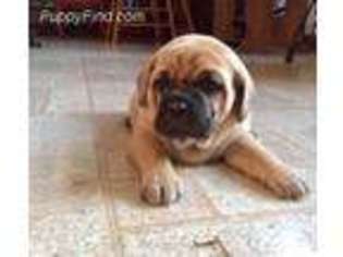 Pug Puppy for sale in Mifflintown, PA, USA