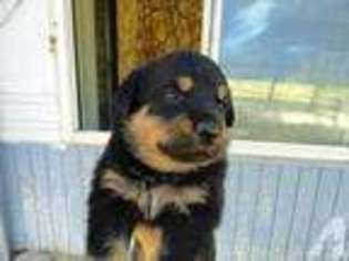 Rottweiler Puppy for sale in KEMP, TX, USA