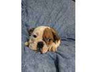 Bulldog Puppy for sale in Justin, TX, USA
