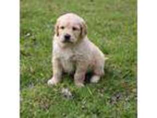 Golden Retriever Puppy for sale in Elyria, OH, USA