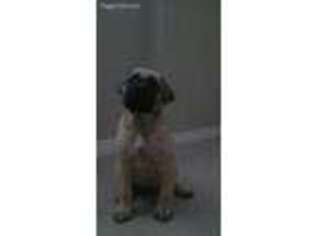 Mastiff Puppy for sale in Winchester, CA, USA