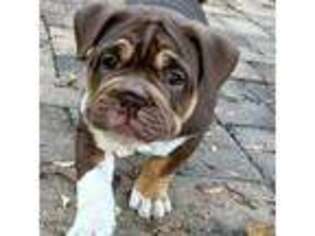 Olde English Bulldogge Puppy for sale in Troy, NY, USA