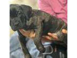 Cane Corso Puppy for sale in Polk City, FL, USA