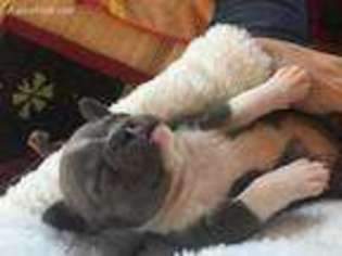 French Bulldog Puppy for sale in Cedarburg, WI, USA