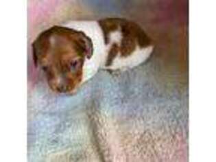 Dachshund Puppy for sale in Chino Valley, AZ, USA