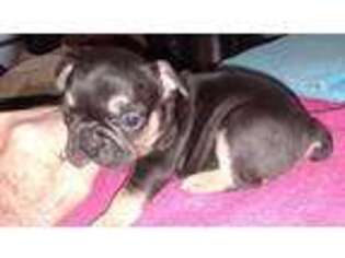 French Bulldog Puppy for sale in Hillsboro, KY, USA