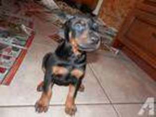 Doberman Pinscher Puppy for sale in SARASOTA, FL, USA