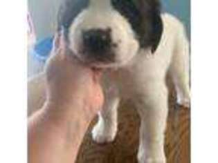 Saint Bernard Puppy for sale in Bryan, OH, USA