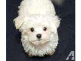 Maltese Puppy for sale in MONROE, MI, USA