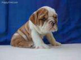 Bulldog Puppy for sale in Brentwood, NY, USA