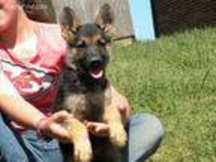 German Shepherd Dog Puppy for sale in Nebo, IL, USA