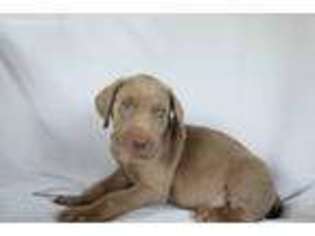Weimaraner Puppy for sale in Beach City, OH, USA