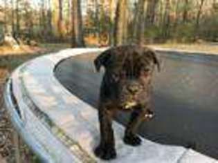 Olde English Bulldogge Puppy for sale in Starkville, MS, USA