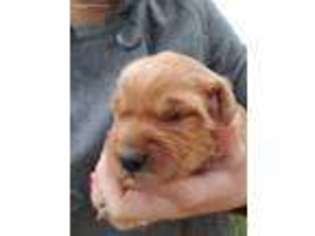 Golden Retriever Puppy for sale in Onekama, MI, USA