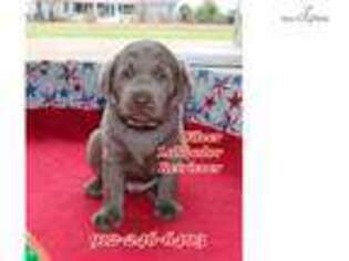 Labrador Retriever Puppy for sale in Statesboro, GA, USA