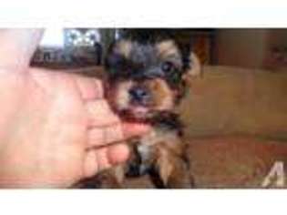 Yorkshire Terrier Puppy for sale in YAKIMA, WA, USA