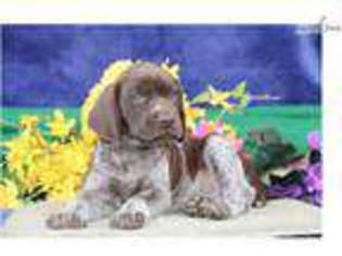 German Shorthaired Pointer Puppy for sale in Harrisburg, PA, USA