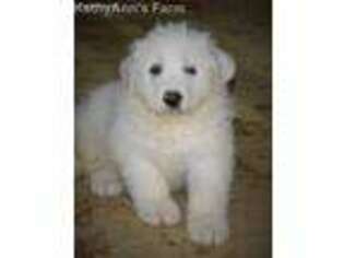 Great Pyrenees Puppy for sale in Waterford, VA, USA