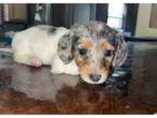Dachshund Puppy for sale in Purdy, MO, USA