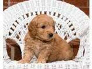 Goldendoodle Puppy for sale in Lenoir, NC, USA