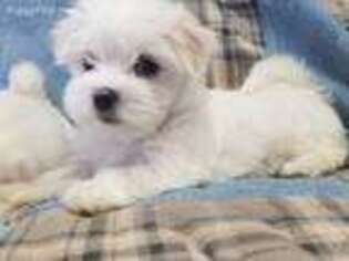 Maltese Puppy for sale in Polo, MO, USA