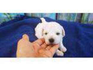 Bichon Frise Puppy for sale in Kit Carson, CO, USA
