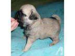 Pug Puppy for sale in DAYVILLE, CT, USA