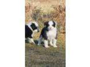 Border Collie Puppy for sale in Russell, IA, USA