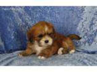 Lhasa Apso Puppy for sale in Mankato, MN, USA