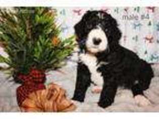 Goldendoodle Puppy for sale in Burbank, OH, USA