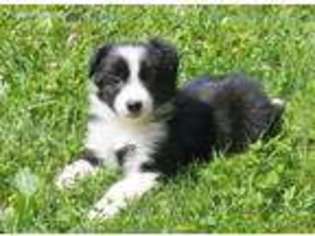 Border Collie Puppy for sale in Cherokee, NC, USA