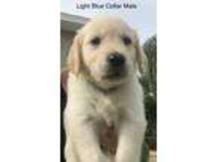 Golden Retriever Puppy for sale in Melbourne, FL, USA