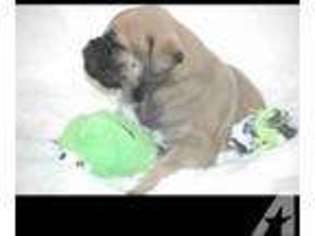 Mutt Puppy for sale in UPPER MARLBORO, MD, USA