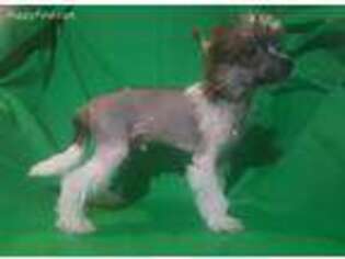 Chinese Crested Puppy for sale in Smyrna, GA, USA