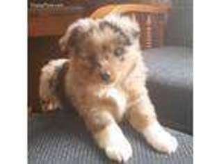 Miniature Australian Shepherd Puppy for sale in Whitewater, CO, USA
