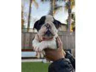 Bulldog Puppy for sale in Santa Rosa, CA, USA