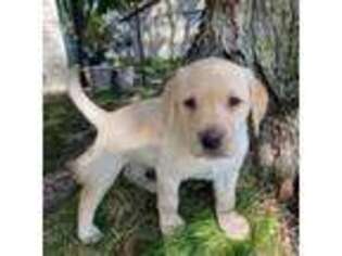 Labrador Retriever Puppy for sale in Burnsville, MN, USA