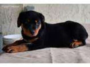 Rottweiler Puppy for sale in Zephyrhills, FL, USA