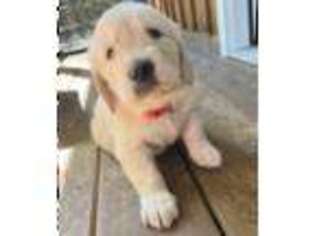 Mutt Puppy for sale in Nicktown, PA, USA