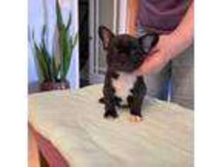 French Bulldog Puppy for sale in Ortonville, MI, USA