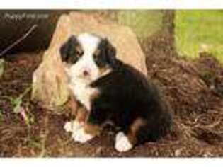Bernese Mountain Dog Puppy for sale in West Salem, OH, USA