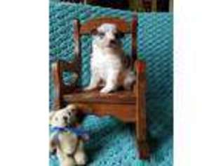 Shetland Sheepdog Puppy for sale in Cumberland, MD, USA